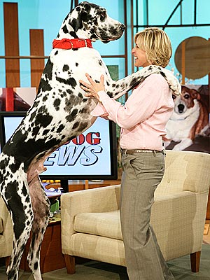 CANINE CHA-CHA photo | Ellen DeGeneres