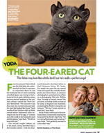 Yoda the Four-Eared Cat