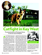 Catfight in Key West