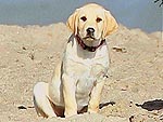 Dog Days Pop Quiz: Match the Pet to Its Star! | Jim Carrey