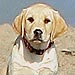 Dog Days Pop Quiz: Match the Pet to Its Star! | Jim Carrey