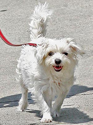 I'm named after a street in Manhattan, and I cheer on my owner whenever her hit TV series airs. My human companion is: