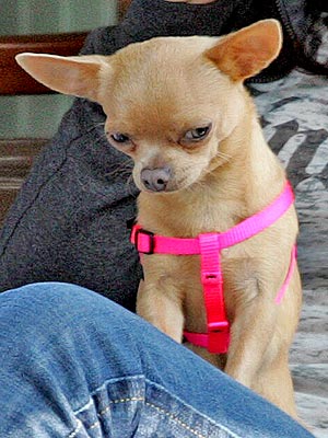I don't have to audition for my owner's affection. I'm her real-life duet partner, going wherever she goes. She is: