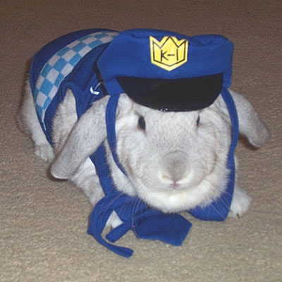 Bunny Halloween Costumes on Your Pets In Halloween Costumes    A Police Officer   Stars And Pets