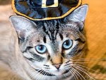 Your Pets in Halloween Costumes!