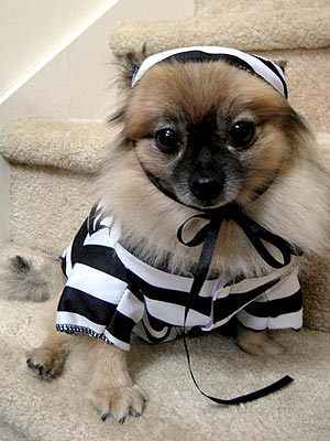 dog2_prisoner.jpg