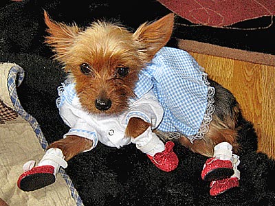 Dorothy Halloween Costumes on Your Pets In Halloween Costumes    Dorothy   Stars And Pets   People