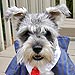 Did You Dress Up Your Pet for Halloween?