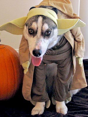 Pets In Halloween Costumes