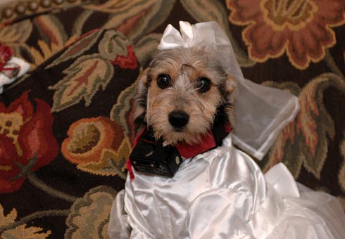 Bridesmaid