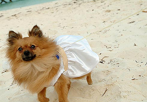 Bridesmaid
