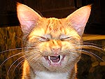 Let the Fur Fly! Your Funniest Pets