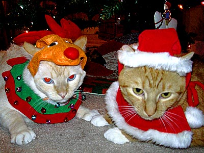 cats_xmas.jpg