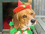 Santa Pets! Your Cats and Dogs in Holiday Style