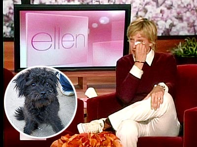 ellen degeneres dog