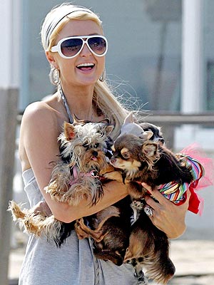 http://img2.timeinc.net/people/i/2007/specials/yearend/tiny_dogs/paris_hilton.jpg
