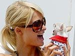 2007: The Year of the (Teeny, Tiny) Dog | Paris Hilton