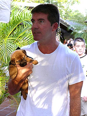 GOING SOFT?  photo | Simon Cowell