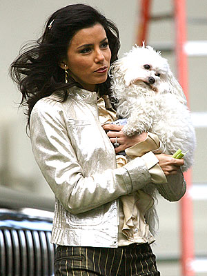 PUPPY & CHOW photo | Eva Longoria