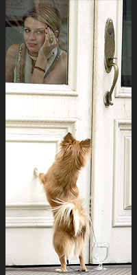 DOG OUT THE WINDOW  photo | Mischa Barton