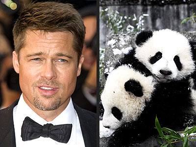  photo | Brad Pitt