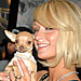From Tinkerbell to Taco Bell: A Chihuahua History | Paris Hilton