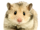 Fire Bricades Try To Rescue Fudgie the Hamster