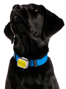 When You're Away, Your Pet Will Play! Monitor Activity with the SNIF Tag