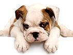 Landmark Puppy Mill Law Passes in Pennsylvania