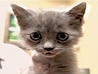 Kitten Kicked Like Ball Recovers, Gets Adopted