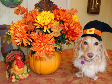 Tell Us: Does Your Pet Get To Participate In Thanksgiving?
