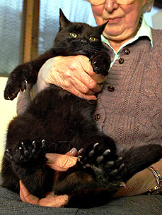 Cat Found with 26 (Count 'Em!) Toes