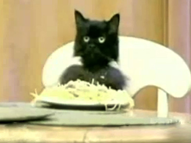 Don't Miss: The Spaghetti Cat's New Theme Song!