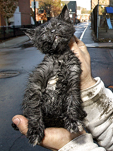 One Wet Kitty! Kitten Rescued from Drainpipe