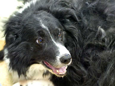 Extra Blubber Saves Dog's Life