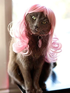 Wig Your Cat Out