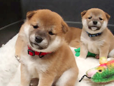 How To Avoid Puppy Cam Withdrawal!