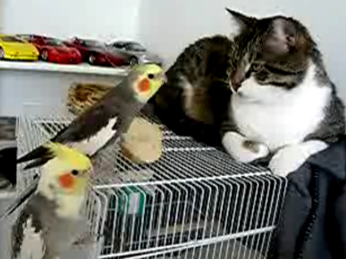Funny Video! Who's Afraid of The Big Bad Kitty?