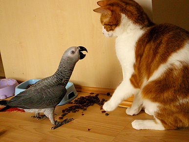 Caption Contest: What Is the Bird Saying to the Cat?