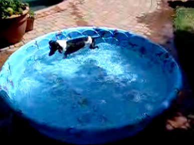 Workout Video! This Dachshund Does Water Aerobics