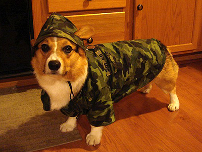 army_dog.jpg