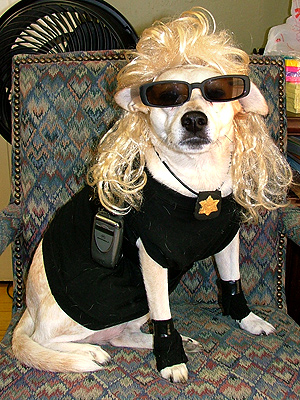 dog the bounty hunter news 2008