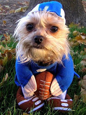 football_dog.jpg