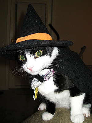 Halloween Costumes  Pets on Your Pets In Halloween Costumes    Witch   Stars And Pets   People Com