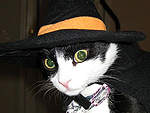 Your Pets in Halloween Costumes!