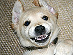 Say 'Treat!' Your Funniest Pet Pics