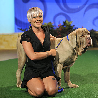 PET PROJECT photo | Pink