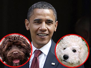 Poll: What Kind of Dog Should the Obamas Get?
