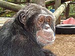 Whatever Happened to Michael Jackson's Chimp Bubbles?