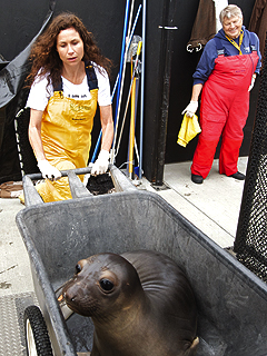 Minnie Driver's Passion: Marine Wildlife | Minnie Driver